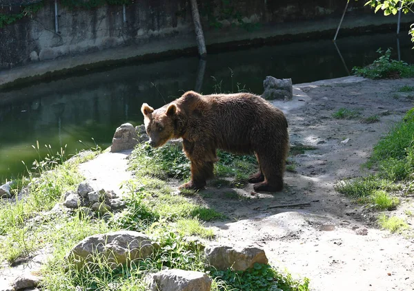 Güzel kahverengi ayı güneşli bir günde hayvanat bahçesinde dinleniyor.