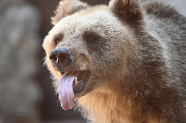 Urso Marrom Bonito Descansando Zoológico Dia Ensolarado — Fotografia de Stock