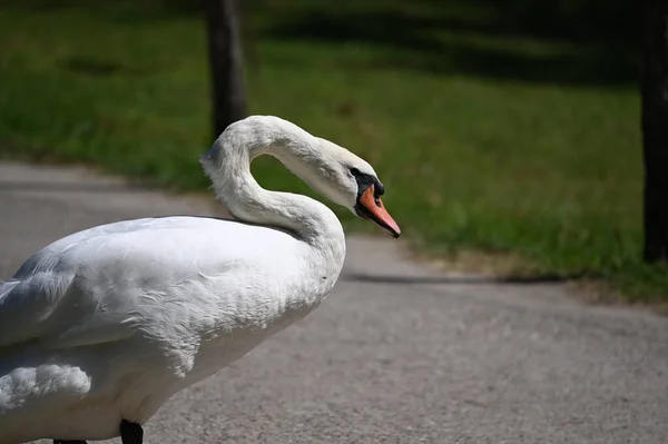 Hermoso Cisne Lindo Orilla Día Verano —  Fotos de Stock