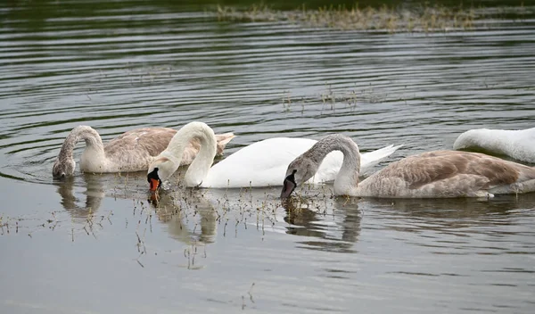 Schöne Schwäne Schwimmen Sommertagen Auf Der Wasseroberfläche Des Sees — Stockfoto