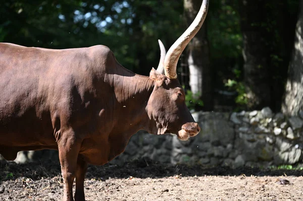 Bonito Bullock Descansando Chão Zoológico Dia Ensolarado — Fotografia de Stock