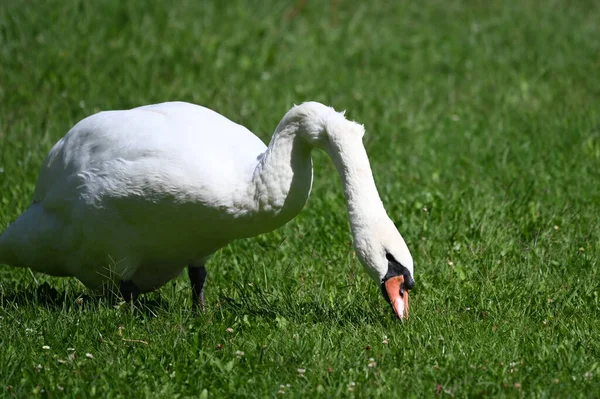 Yaz günü yeşil çimlerde güzel şirin bir kuğu 