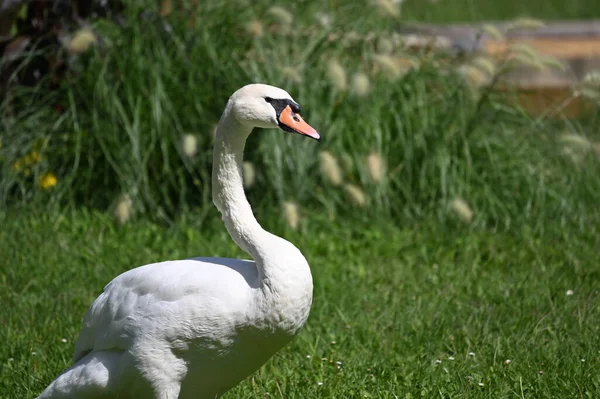 Bello Cigno Carino Erba Verde Giorno Estate — Foto Stock