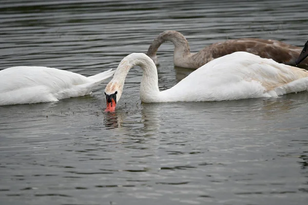 Güzel kuğular yaz günü göl suyunda yüzerler. 