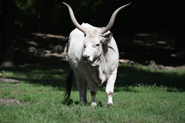Güneşli bir günde hayvanat bahçesinde dinlenen tatlı bir öküz.