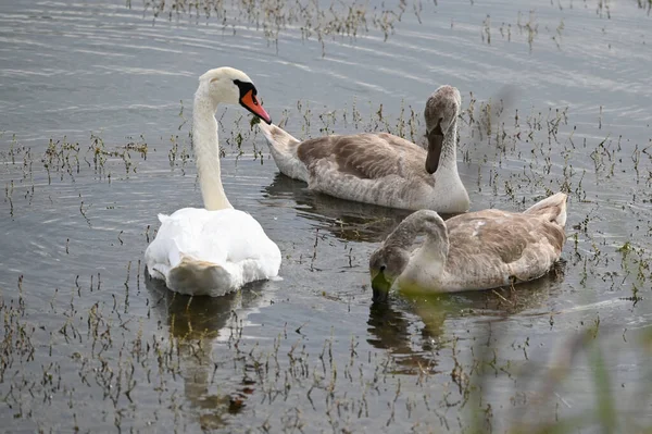 Güzel kuğular yaz günü göl suyunda yüzerler. 