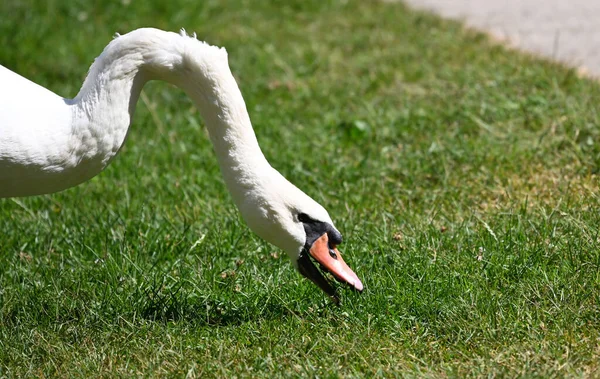 Hermoso Cisne Lindo Orilla Día Verano —  Fotos de Stock