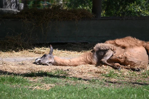 Güneşli bir günde hayvanat bahçesinde dinlenen sevimli deve.