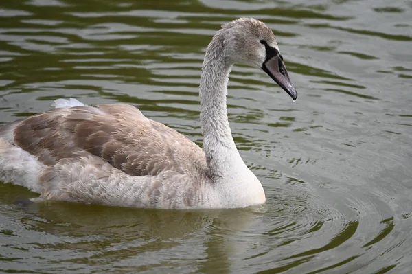 Yaz günü göl suyunda yüzen güzel bir kuğu. 