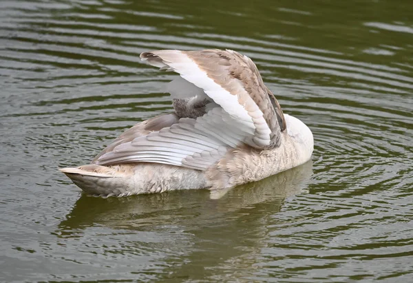 Красивый Лебедь Плавает Поверхности Озера Летний День — стоковое фото