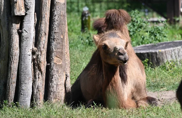 Χαριτωμένο Καμήλα Στηρίζεται Στο Έδαφος Στο Ζωολογικό Κήπο Την Ηλιόλουστη — Φωτογραφία Αρχείου