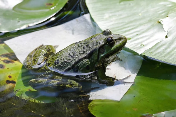 Yeşil yapraklı yeşil kurbağa güneşli bir günde 