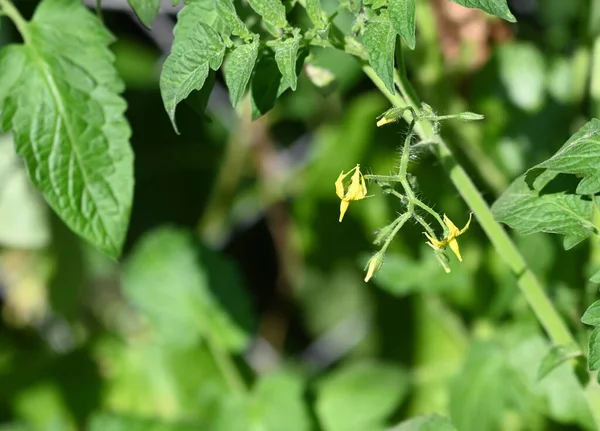 Yaz günü bahçede yeşil bitkiler