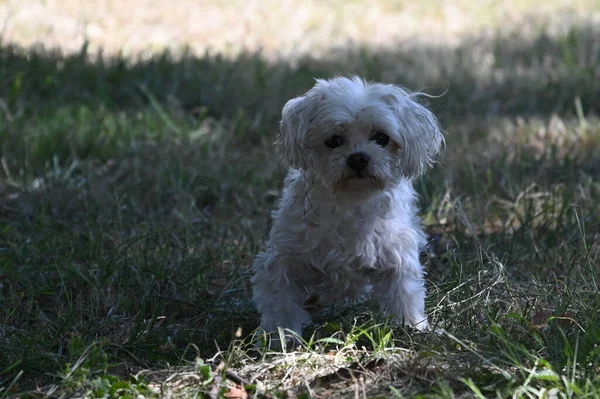 Cute Dog Having Fun Outdoor Summer Day — Stock Photo, Image