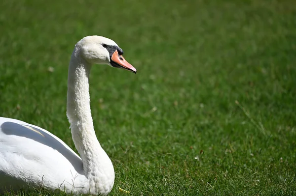Yaz günü sahilde güzel şirin bir kuğu 