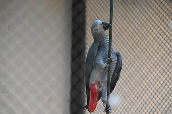 Ładny Mały Papuga Spoczywa Kij Zoo Widok Bliska — Zdjęcie stockowe