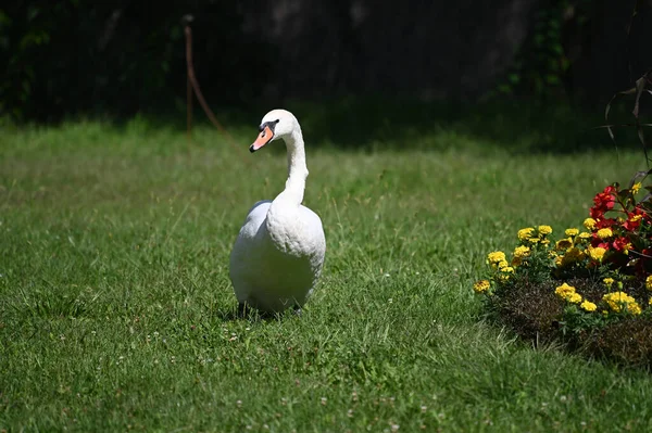 Yaz günü yeşil çimlerde güzel şirin bir kuğu 