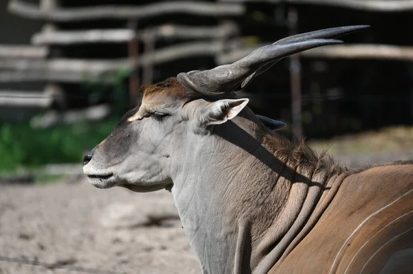 Antiloplar bahçede otluyor.