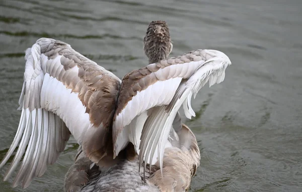 Belos Cisnes Nadando Superfície Água Lago Dia Verão — Fotografia de Stock