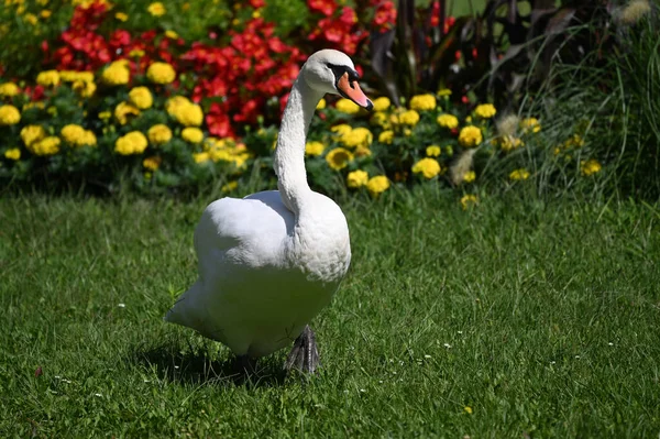 Yaz günü yeşil çimlerde güzel şirin bir kuğu 