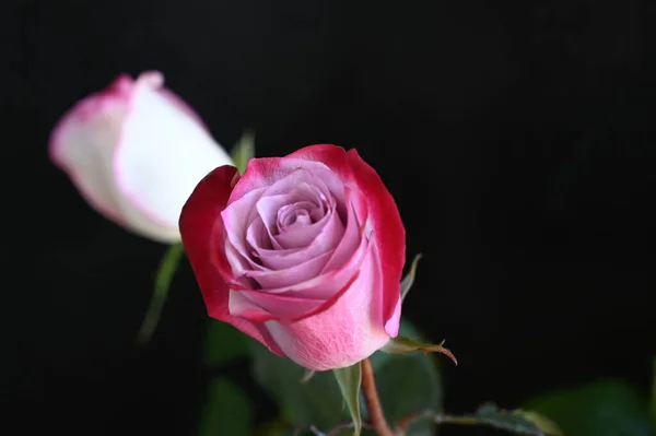 Koyu Arkaplanda Güzel Güller Yaz Konsepti Yakın Manzara — Stok fotoğraf