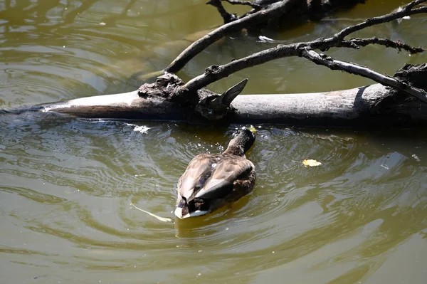 Beau Canard Blanc Nageant Sur Surface Eau Lac Jour Été — Photo