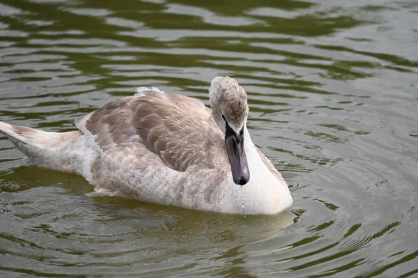 Belo Cisne Nadando Superfície Água Lago Dia Verão — Fotografia de Stock