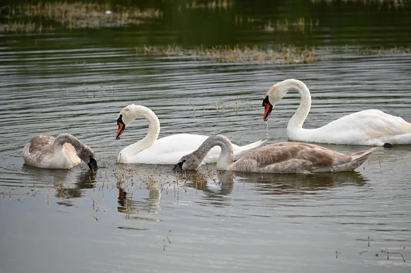 Belos Cisnes Nadando Superfície Água Lago Dia Verão — Fotografia de Stock