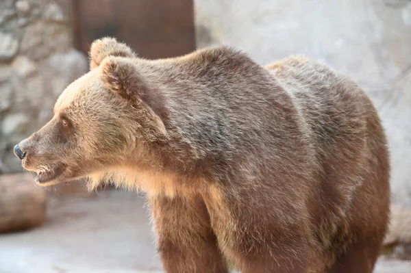 cute brown bear resting in zoo at sunny day