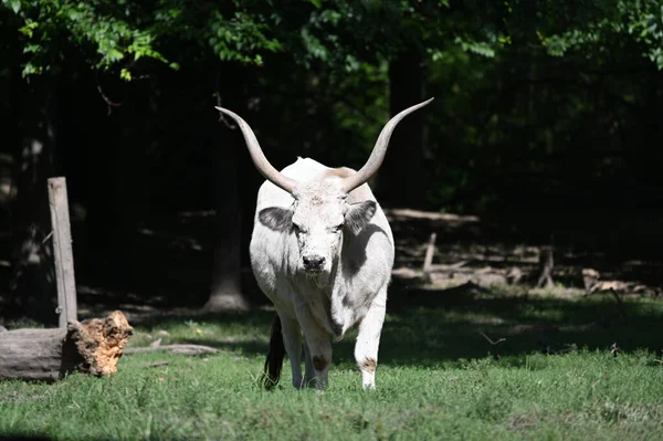 Güneşli bir günde hayvanat bahçesinde dinlenen tatlı bir öküz.