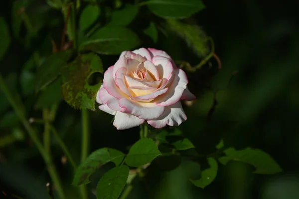 Schöne Blumen Wachsen Garten Sonnigen Sommertag — Stockfoto