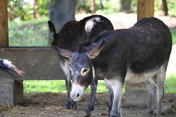 Hayvanat bahçesinde otlayan sevimli ve komik eşekler.