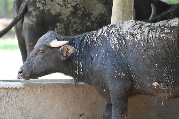 Güneşli bir günde hayvanat bahçesinde dinlenen tatlı bir öküz.