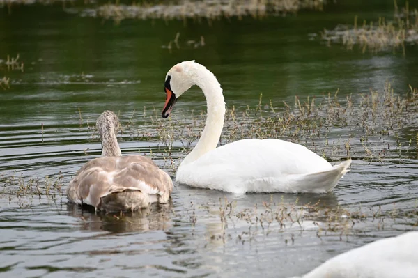 Güzel kuğular yaz günü göl suyunda yüzerler. 