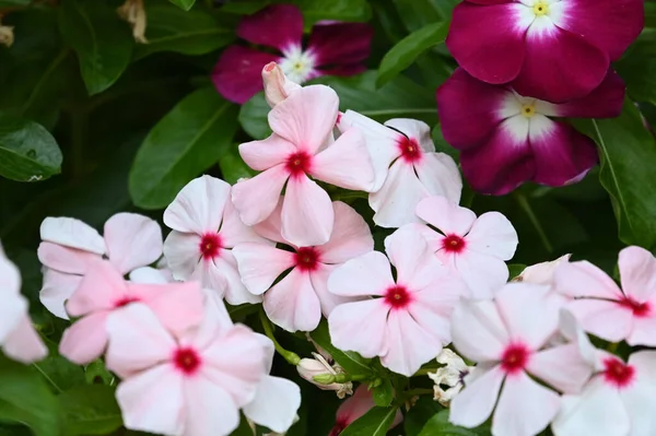 Güneşli yaz gününde bahçede yetişen güzel çiçekler. 