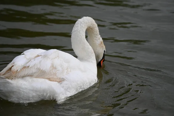 beautiful swan swimming on lake water surface at summer day