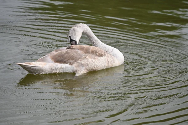 Yaz günü göl suyunda yüzen güzel bir kuğu. 