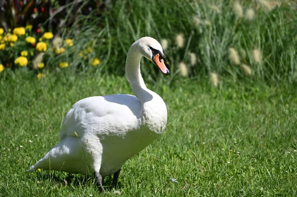 Hermoso Cisne Lindo Hierba Verde Día Verano —  Fotos de Stock