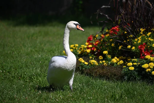 Yaz günü yeşil çimlerde güzel şirin bir kuğu 
