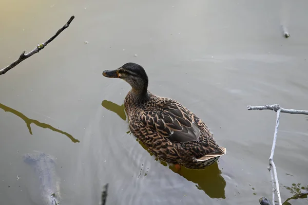 Schöne Weiße Ente Schwimmt Sommertagen Auf Der Wasseroberfläche Des Sees — Stockfoto