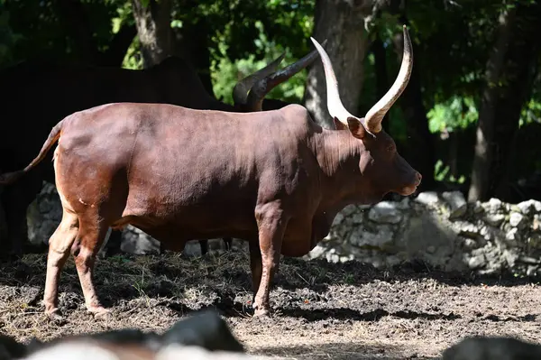 Güneşli bir günde hayvanat bahçesinde dinlenen tatlı bir öküz.