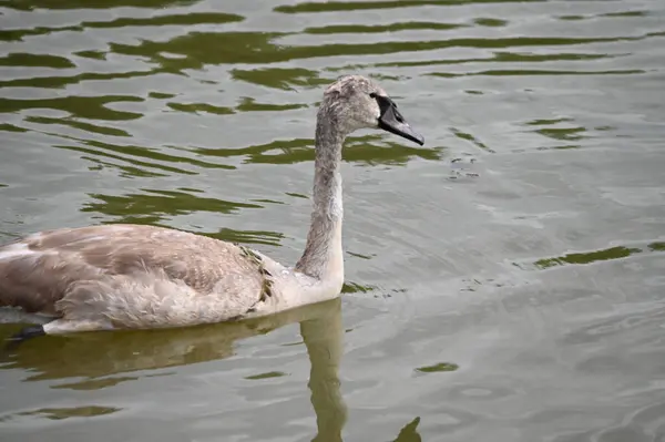 Hermoso Cisne Nadando Superficie Del Lago Día Verano —  Fotos de Stock