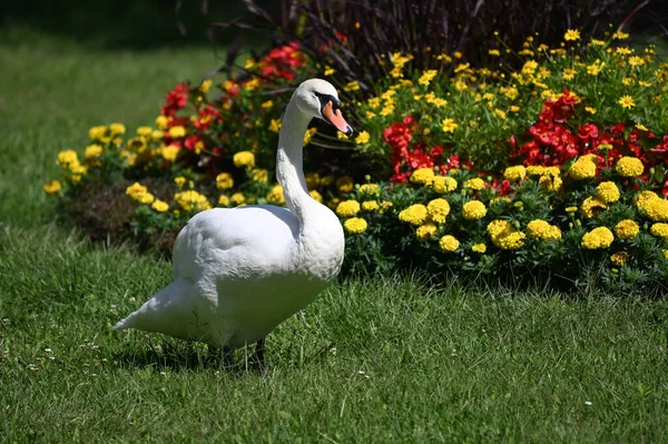 Yaz günü yeşil çimlerde güzel şirin bir kuğu 