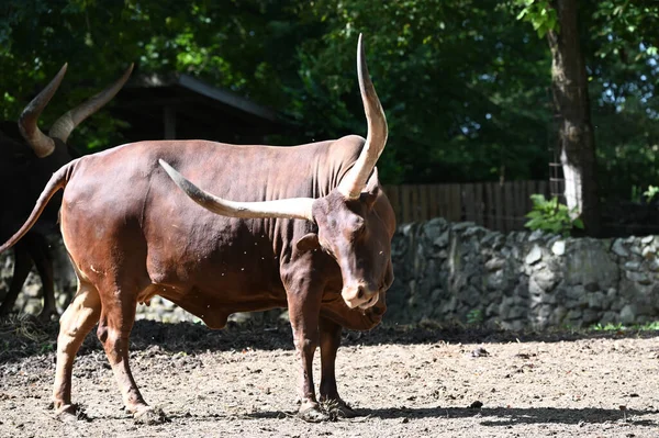 Güneşli bir günde hayvanat bahçesinde dinlenen tatlı bir öküz.