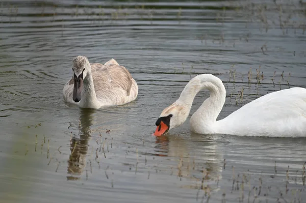 Schöne Schwäne Schwimmen Sommertagen Auf Der Wasseroberfläche Des Sees — Stockfoto