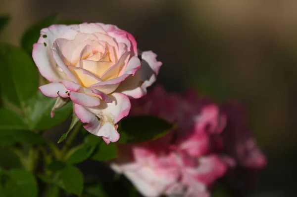 Hermosas Flores Que Crecen Jardín Verano Día Soleado —  Fotos de Stock