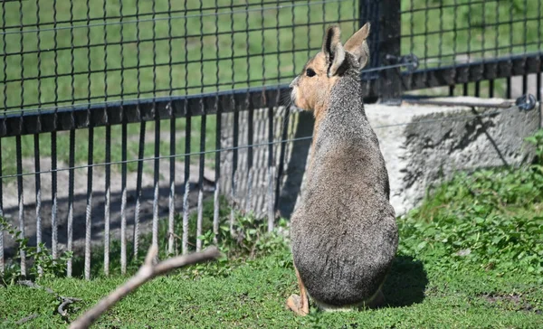 Patagoniskt Mara Bete Grönt Gräs Djurparken Solig Dag — Stockfoto