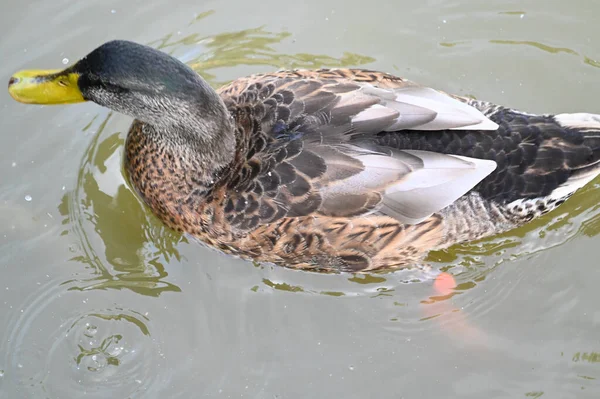 Bonito Pato Branco Nadando Superfície Água Lago Dia Verão — Fotografia de Stock