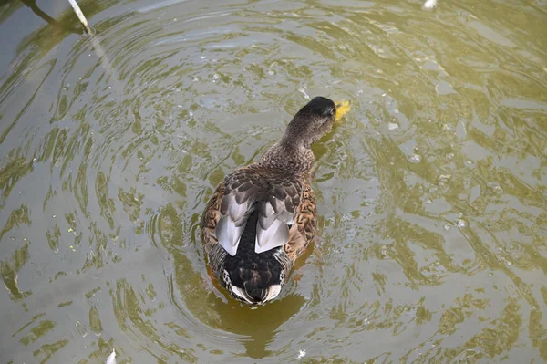 Güzel beyaz ördek yaz günü göl yüzeyinde yüzüyor. 