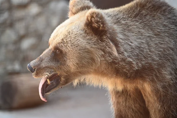 Urso Marrom Bonito Descansando Zoológico Dia Ensolarado — Fotografia de Stock